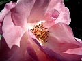 coeur de fleur